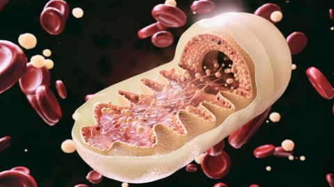 3.	Mitochondriálna dysfunkcia